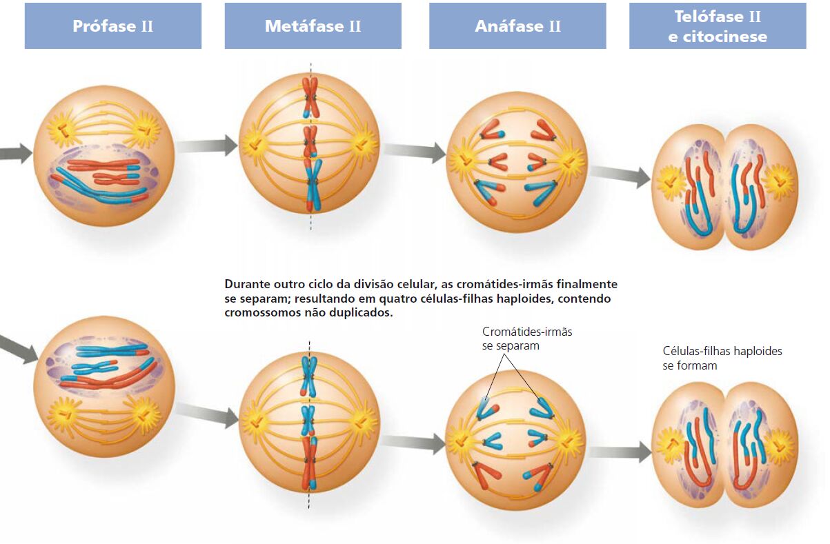 Meiose e suas etapas » Prof. Rodrigo Borges