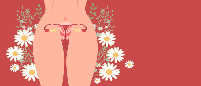 Ciclo-reprodutivo-feminno